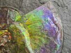 Brilliant Ammonite Fossil On Shale - Precious Ammolite! #350850-2